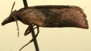  ( - 10-SRNP-102856)  @12 [ ] CreativeCommons - Attribution Non-Commercial Share-Alike (2010) Daniel H. Janzen Guanacaste Dry Forest Conservation Fund