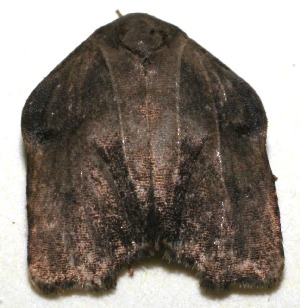  ( - 10-SRNP-104840)  @13 [ ] CreativeCommons - Attribution Non-Commercial Share-Alike (2010) Daniel H. Janzen Guanacaste Dry Forest Conservation Fund