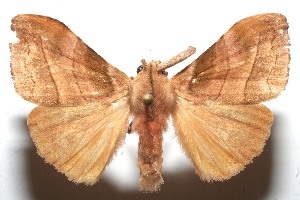  ( - 10-SRNP-105073)  @14 [ ] CreativeCommons - Attribution Non-Commercial Share-Alike (2010) Daniel H. Janzen Guanacaste Dry Forest Conservation Fund