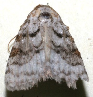  ( - 10-SRNP-105247)  @12 [ ] CreativeCommons - Attribution Non-Commercial Share-Alike (2010) Daniel H. Janzen Guanacaste Dry Forest Conservation Fund