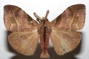  ( - 10-SRNP-105994)  @14 [ ] CreativeCommons - Attribution Non-Commercial Share-Alike (2010) Daniel H. Janzen Guanacaste Dry Forest Conservation Fund