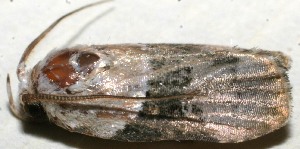  ( - 10-SRNP-107869)  @12 [ ] CreativeCommons - Attribution Non-Commercial Share-Alike (2010) Daniel H. Janzen Guanacaste Dry Forest Conservation Fund