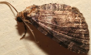  ( - 10-SRNP-107987)  @12 [ ] CreativeCommons - Attribution Non-Commercial Share-Alike (2010) Daniel H. Janzen Guanacaste Dry Forest Conservation Fund