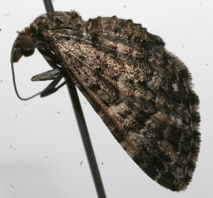  ( - 10-SRNP-108352)  @12 [ ] CreativeCommons - Attribution Non-Commercial Share-Alike (2010) Daniel H. Janzen Guanacaste Dry Forest Conservation Fund