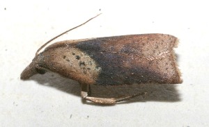  ( - 10-SRNP-109250)  @12 [ ] CreativeCommons - Attribution Non-Commercial Share-Alike (2010) Daniel H. Janzen Guanacaste Dry Forest Conservation Fund