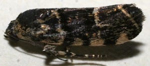  ( - 10-SRNP-109424)  @13 [ ] CreativeCommons - Attribution Non-Commercial Share-Alike (2010) Daniel H. Janzen Guanacaste Dry Forest Conservation Fund