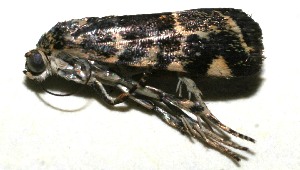  ( - 10-SRNP-109432)  @13 [ ] CreativeCommons - Attribution Non-Commercial Share-Alike (2010) Daniel H. Janzen Guanacaste Dry Forest Conservation Fund