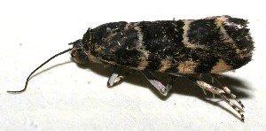  ( - 10-SRNP-109469)  @13 [ ] CreativeCommons - Attribution Non-Commercial Share-Alike (2010) Daniel H. Janzen Guanacaste Dry Forest Conservation Fund