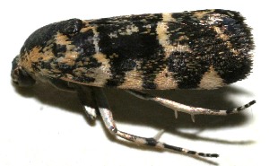  ( - 10-SRNP-109471)  @13 [ ] CreativeCommons - Attribution Non-Commercial Share-Alike (2010) Daniel H. Janzen Guanacaste Dry Forest Conservation Fund