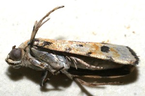  ( - 10-SRNP-109472)  @13 [ ] CreativeCommons - Attribution Non-Commercial Share-Alike (2010) Daniel H. Janzen Guanacaste Dry Forest Conservation Fund