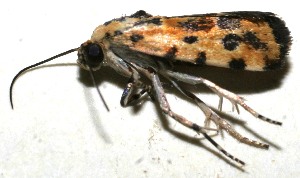  ( - 10-SRNP-109497)  @13 [ ] CreativeCommons - Attribution Non-Commercial Share-Alike (2010) Daniel H. Janzen Guanacaste Dry Forest Conservation Fund