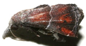  ( - 10-SRNP-109499)  @13 [ ] CreativeCommons - Attribution Non-Commercial Share-Alike (2010) Daniel H. Janzen Guanacaste Dry Forest Conservation Fund