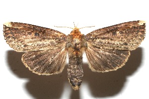  ( - 10-SRNP-109993)  @13 [ ] CreativeCommons - Attribution Non-Commercial Share-Alike (2010) Daniel H. Janzen Guanacaste Dry Forest Conservation Fund