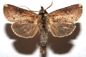  ( - 10-SRNP-110705)  @13 [ ] CreativeCommons - Attribution Non-Commercial Share-Alike (2010) Daniel H. Janzen Guanacaste Dry Forest Conservation Fund