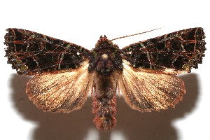  ( - 10-SRNP-111684)  @13 [ ] CreativeCommons - Attribution Non-Commercial Share-Alike (2010) Daniel H. Janzen Guanacaste Dry Forest Conservation Fund