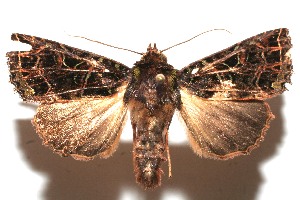  ( - 10-SRNP-111686)  @13 [ ] CreativeCommons - Attribution Non-Commercial Share-Alike (2010) Daniel H. Janzen Guanacaste Dry Forest Conservation Fund