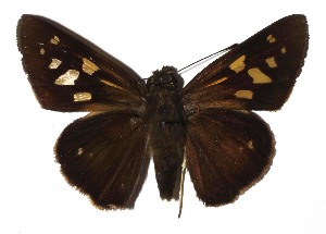  ( - 17-SRNP-35626)  @14 [ ] CreativeCommons  Attribution Non-Commercial Share-Alike (2019) Daniel H. Janzen Guanacaste Dry Forest Conservation Fund