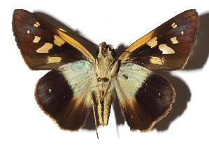  ( - 17-SRNP-35626)  @14 [ ] CreativeCommons  Attribution Non-Commercial Share-Alike (2019) Daniel H. Janzen Guanacaste Dry Forest Conservation Fund