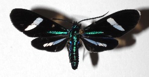  ( - 17-SRNP-72734)  @13 [ ] CreativeCommons  Attribution Non-Commercial Share-Alike (2019) Daniel H. Janzen Guanacaste Dry Forest Conservation Fund