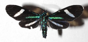  ( - 17-SRNP-73291)  @13 [ ] CreativeCommons  Attribution Non-Commercial Share-Alike (2019) Daniel H. Janzen Guanacaste Dry Forest Conservation Fund