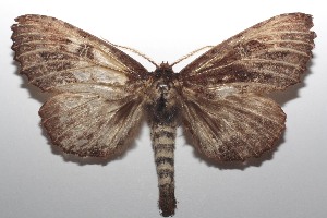  ( - 18-SRNP-100861)  @13 [ ] CreativeCommons  Attribution Non-Commercial Share-Alike (2019) Daniel H. Janzen Guanacaste Dry Forest Conservation Fund