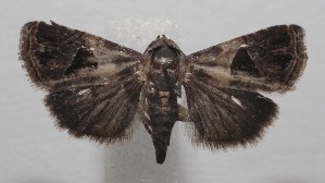  ( - 18-SRNP-100955)  @13 [ ] CreativeCommons  Attribution Non-Commercial Share-Alike (2019) Daniel H. Janzen Guanacaste Dry Forest Conservation Fund