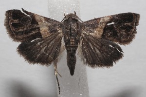  ( - 18-SRNP-100956)  @13 [ ] CreativeCommons  Attribution Non-Commercial Share-Alike (2019) Daniel H. Janzen Guanacaste Dry Forest Conservation Fund