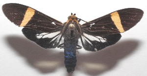  ( - 18-SRNP-101266)  @13 [ ] CreativeCommons  Attribution Non-Commercial Share-Alike (2019) Daniel H. Janzen Guanacaste Dry Forest Conservation Fund