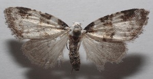  ( - 18-SRNP-101933)  @13 [ ] CreativeCommons  Attribution Non-Commercial Share-Alike (2019) Daniel H. Janzen Guanacaste Dry Forest Conservation Fund