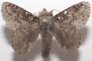  ( - 18-SRNP-102216)  @11 [ ] CreativeCommons  Attribution Non-Commercial Share-Alike (2019) Daniel H. Janzen Guanacaste Dry Forest Conservation Fund