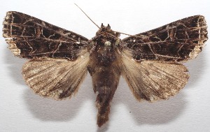  ( - 18-SRNP-102680)  @11 [ ] CreativeCommons  Attribution Non-Commercial Share-Alike (2019) Daniel H. Janzen Guanacaste Dry Forest Conservation Fund