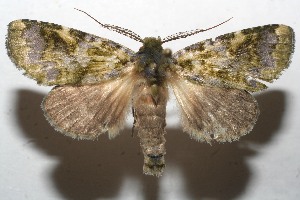  ( - 10-SRNP-112189)  @14 [ ] CreativeCommons - Attribution Non-Commercial Share-Alike (2010) Daniel H. Janzen Guanacaste Dry Forest Conservation Fund