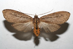  ( - 10-SRNP-112295)  @13 [ ] CreativeCommons - Attribution Non-Commercial Share-Alike (2010) Daniel H. Janzen Guanacaste Dry Forest Conservation Fund