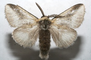  ( - 10-SRNP-112731)  @13 [ ] CreativeCommons - Attribution Non-Commercial Share-Alike (2010) Daniel H. Janzen Guanacaste Dry Forest Conservation Fund