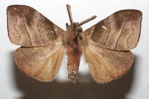  ( - 10-SRNP-113000)  @14 [ ] CreativeCommons - Attribution Non-Commercial Share-Alike (2010) Daniel H. Janzen Guanacaste Dry Forest Conservation Fund