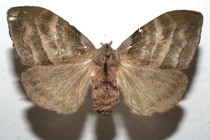  ( - 10-SRNP-113001)  @14 [ ] CreativeCommons - Attribution Non-Commercial Share-Alike (2010) Daniel H. Janzen Guanacaste Dry Forest Conservation Fund