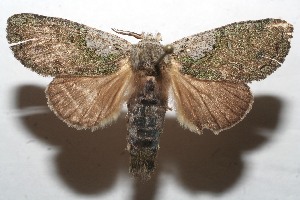  ( - 10-SRNP-113088)  @14 [ ] CreativeCommons - Attribution Non-Commercial Share-Alike (2010) Daniel H. Janzen Guanacaste Dry Forest Conservation Fund