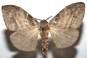  ( - 10-SRNP-113776)  @14 [ ] CreativeCommons - Attribution Non-Commercial Share-Alike (2010) Daniel H. Janzen Guanacaste Dry Forest Conservation Fund