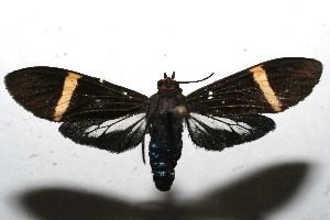  ( - 10-SRNP-114147)  @14 [ ] CreativeCommons - Attribution Non-Commercial Share-Alike (2010) Daniel H. Janzen Guanacaste Dry Forest Conservation Fund