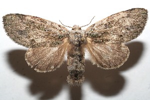  ( - 10-SRNP-114226)  @14 [ ] CreativeCommons - Attribution Non-Commercial Share-Alike (2010) Daniel H. Janzen Guanacaste Dry Forest Conservation Fund