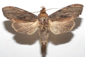  ( - 10-SRNP-115245)  @14 [ ] CreativeCommons - Attribution Non-Commercial Share-Alike (2010) Daniel H. Janzen Guanacaste Dry Forest Conservation Fund