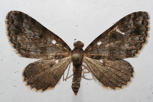  (Psaliodes BioLep597 - 11-SRNP-100139)  @11 [ ] CreativeCommons - Attribution Non-Commercial Share-Alike (2010) Daniel H. Janzen Guanacaste Dry Forest Conservation Fund
