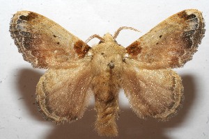  ( - 11-SRNP-100322)  @14 [ ] CreativeCommons - Attribution Non-Commercial Share-Alike (2010) Daniel H. Janzen Guanacaste Dry Forest Conservation Fund