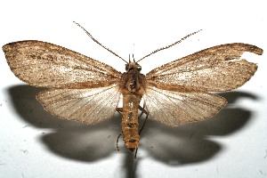  ( - 11-SRNP-101597)  @13 [ ] CreativeCommons - Attribution Non-Commercial Share-Alike (2011) Daniel H. Janzen Guanacaste Dry Forest Conservation Fund