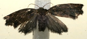  ( - 11-SRNP-101684)  @13 [ ] CreativeCommons - Attribution Non-Commercial Share-Alike (2011) Daniel H. Janzen Guanacaste Dry Forest Conservation Fund