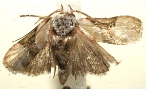  ( - 11-SRNP-102711)  @12 [ ] CreativeCommons - Attribution Non-Commercial Share-Alike (2011) Daniel H. Janzen Guanacaste Dry Forest Conservation Fund