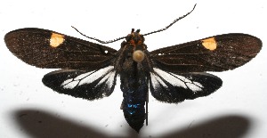  ( - 11-SRNP-103979)  @14 [ ] CreativeCommons - Attribution Non-Commercial Share-Alike (2010) Daniel H. Janzen Guanacaste Dry Forest Conservation Fund