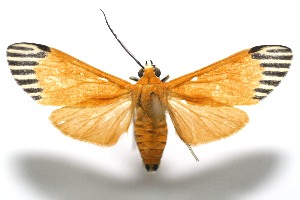  ( - 11-SRNP-104332)  @14 [ ] CreativeCommons - Attribution Non-Commercial Share-Alike (2010) Daniel H. Janzen Guanacaste Dry Forest Conservation Fund