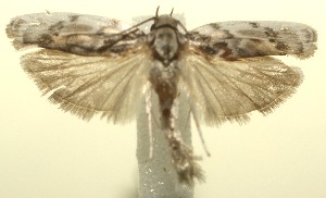  ( - 11-SRNP-104653)  @13 [ ] CreativeCommons - Attribution Non-Commercial Share-Alike (2010) Daniel H. Janzen Guanacaste Dry Forest Conservation Fund