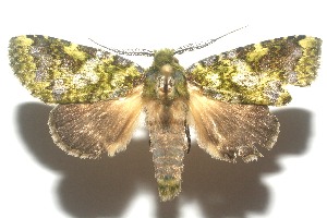  ( - 11-SRNP-104759)  @14 [ ] CreativeCommons - Attribution Non-Commercial Share-Alike (2010) Daniel H. Janzen Guanacaste Dry Forest Conservation Fund